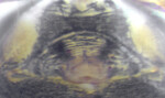 Erigone dentosa