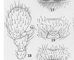 Grammonota inusiata