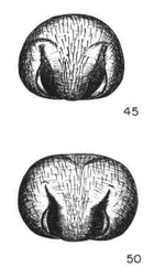 Thanatus rubicellus