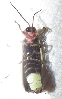 Photinus carolinus