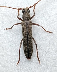 Anelaphus villosus