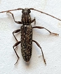 Anelaphus villosus