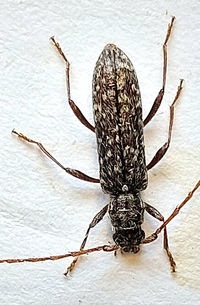 Anelaphus villosus