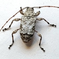 Leptostylus asperatus