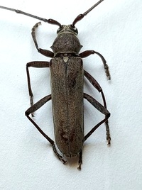 Knulliana cincta spinifera