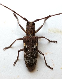 Monochamus carolinensis