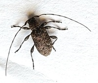 Sternidius punctatus