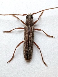Anelaphus villosus