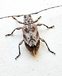 Astylopsis arcuata
