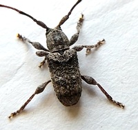 Ecyrus dasycerus