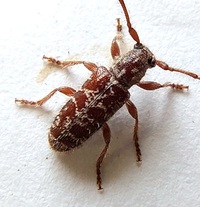 Eupogonius tomentosus