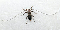 Eutrichillus biguttatus