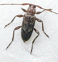 Eutrichillus biguttatus
