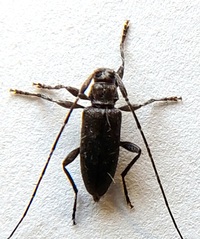 Eutrichillus biguttatus