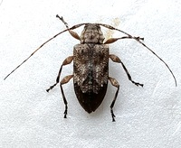 Leptostylus unidentified species