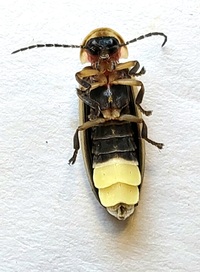 Photinus pyralis complex