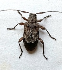 Astylopsis arcuata