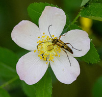 Strangalia famelica famelica