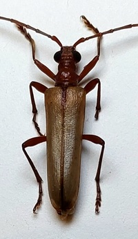 Centrodera decolorata