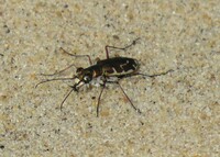 Cicindela hirticollis