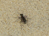 Cicindela hirticollis