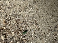 Cicindela patruela