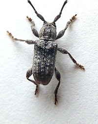 Ecyrus dasycerus
