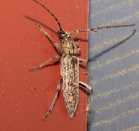 Elaphidion mucronatum