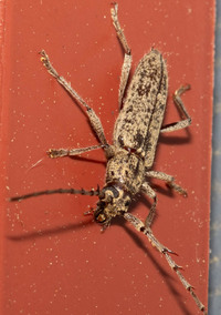 Elaphidion mucronatum