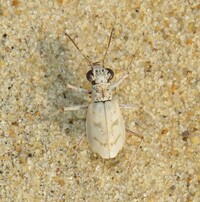 Ellipsoptera lepida