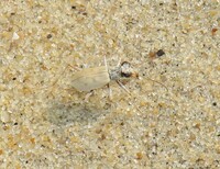 Ellipsoptera lepida