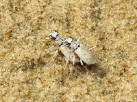 Ellipsoptera lepida