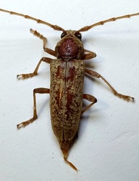 Enaphalodes rufulus