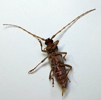 Enaphalodes rufulus