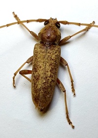 Enaphalodes rufulus