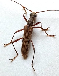 Leptorhabdium pictum