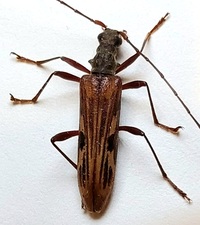 Leptorhabdium pictum