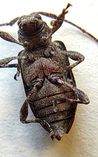 Leptostylus transversus
