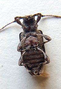 Leptostylus transversus