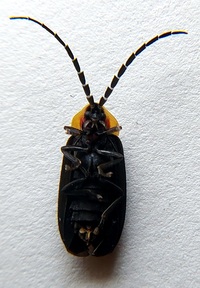 Lucidota atra