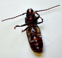 Mallodon dasystomus