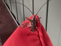 Monochamus notatus