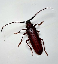 Orthosoma brunneum