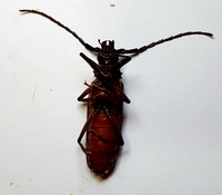 Orthosoma brunneum