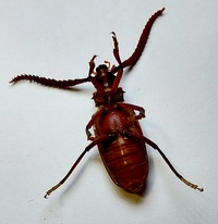 Prionus imbricornis