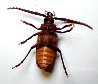 Prionus pocularis