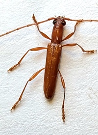 Psyrassa pertenuis
