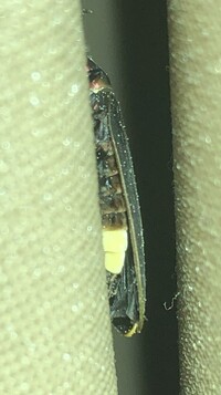 Pyractomena borealis