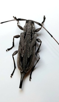Acanthocinus nodosus