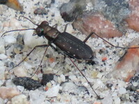 Cicindelidia punctulata